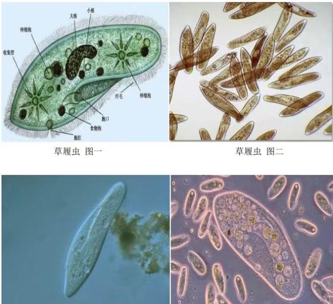 基于卷积神经网络的污水处理指示性微生物图像识别方法